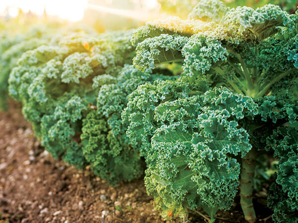 Kale | Eastern Carolina Organics