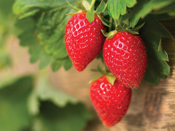 Strawberries | Lewis Nursery and Farms