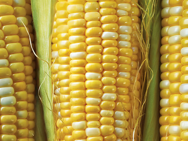 Corn | Mason South