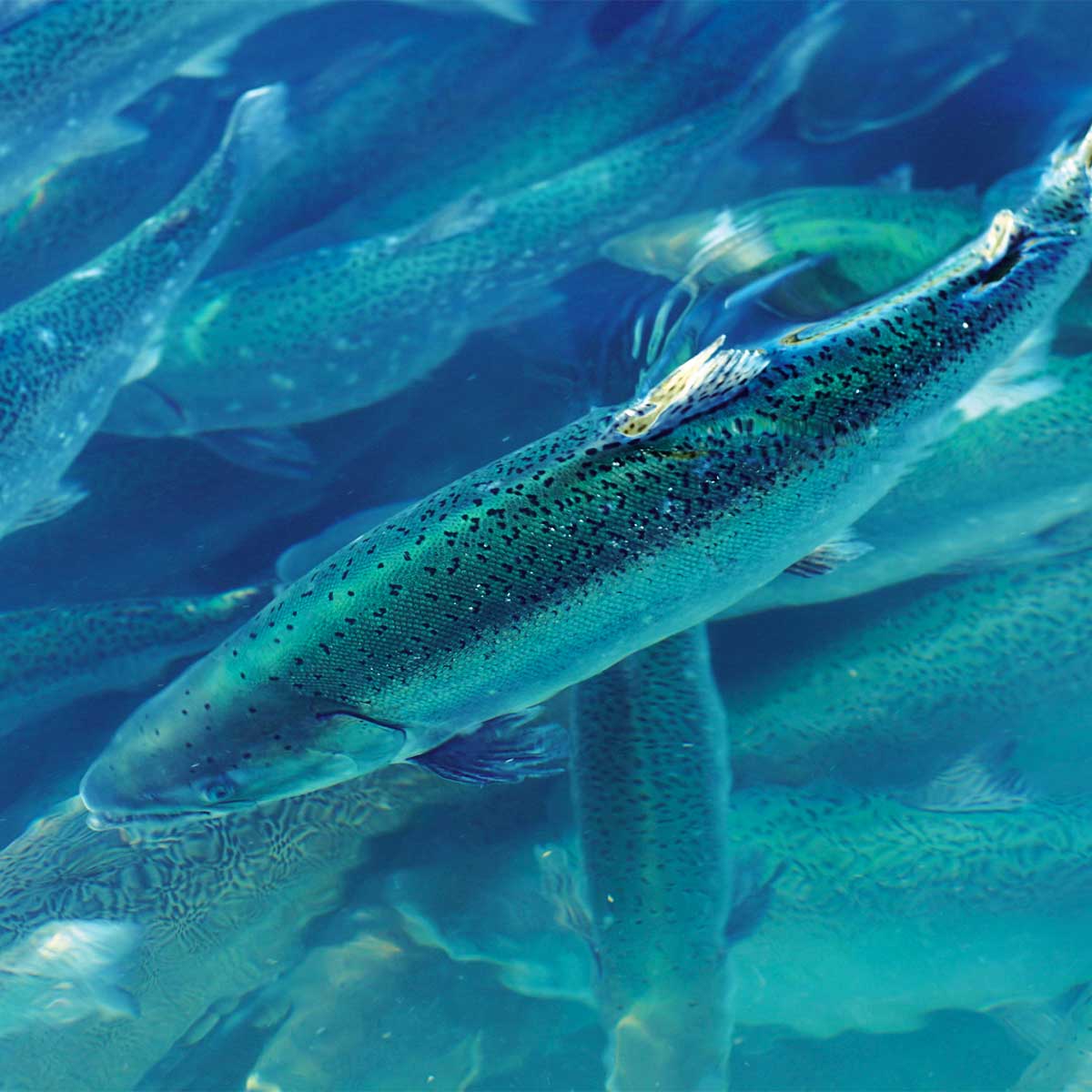 Bluehouse Atlantic Salmon