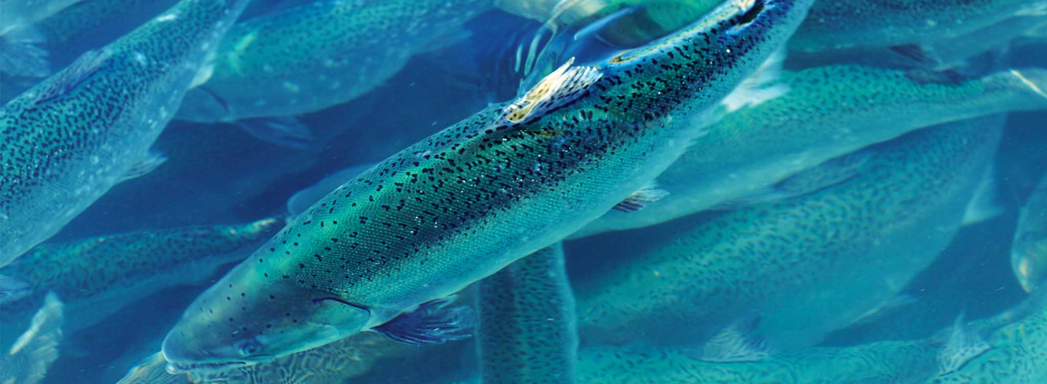 Bluehouse Atlantic Salmon