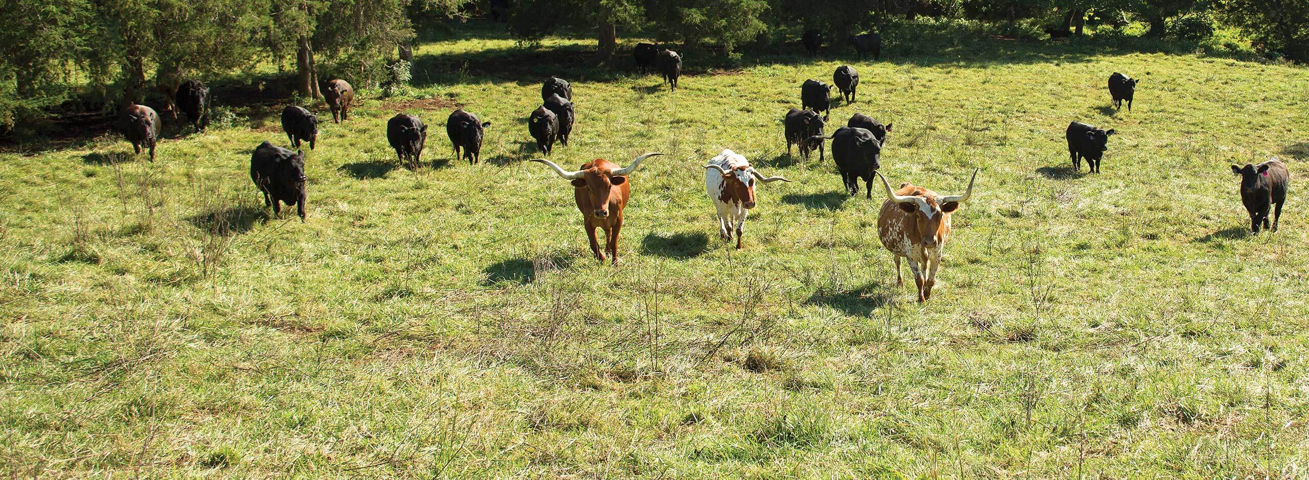 Cattle at Senterfitt Farms