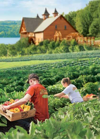 Wegmans Organic Farm workers harvesting vegetables