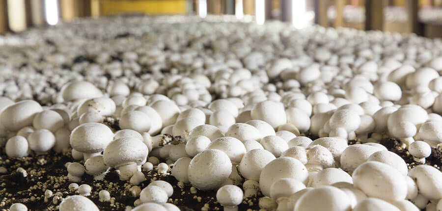 To-Jo Mushrooms