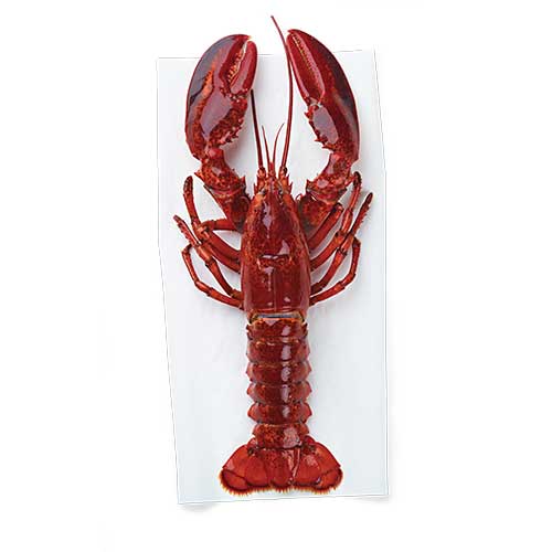 live lobster