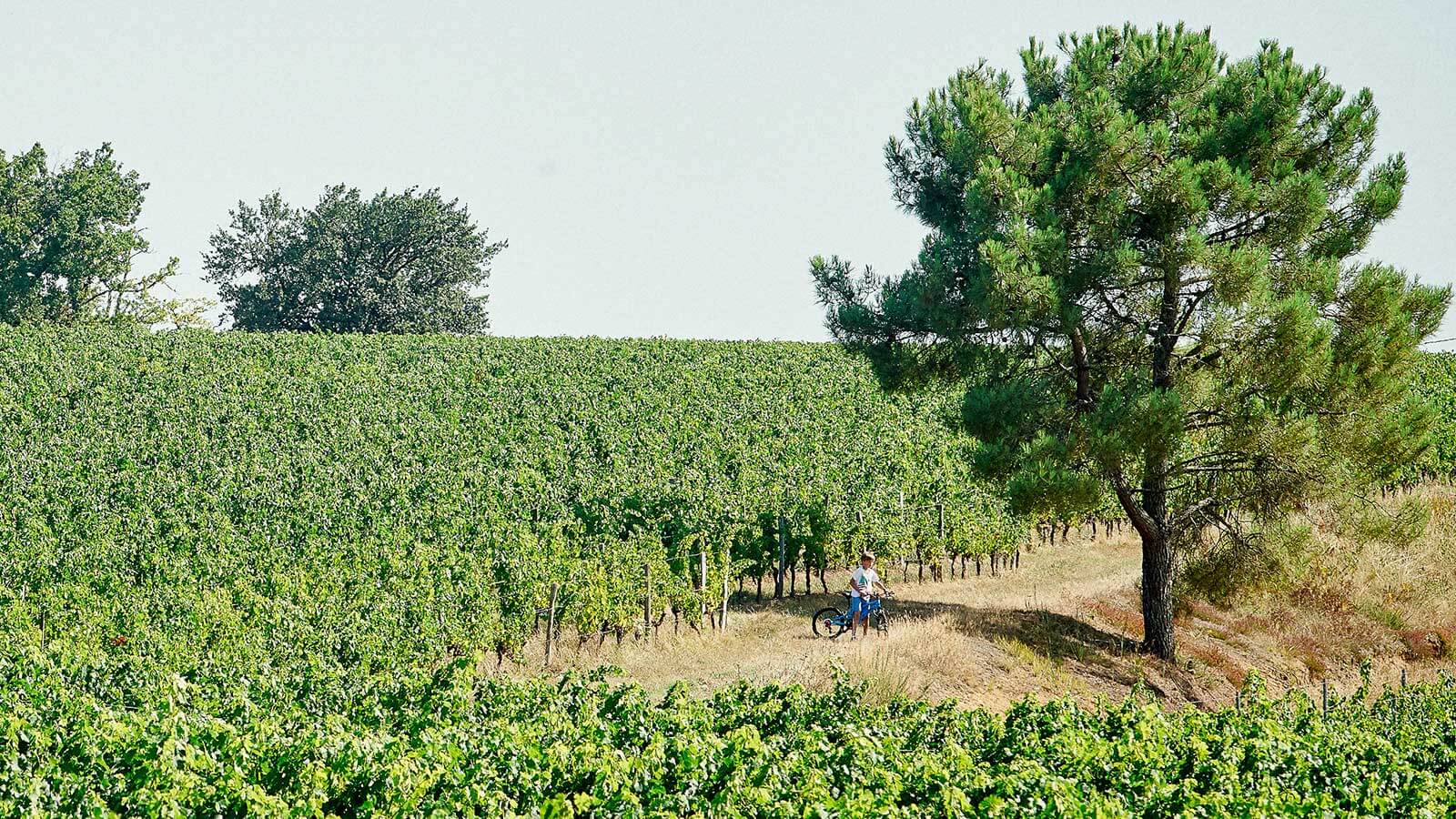 Prelude de Marsau vineyard