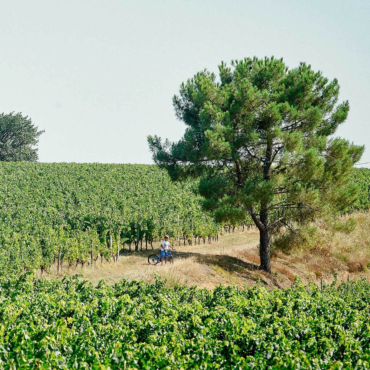 Prelude de Marsau vineyard