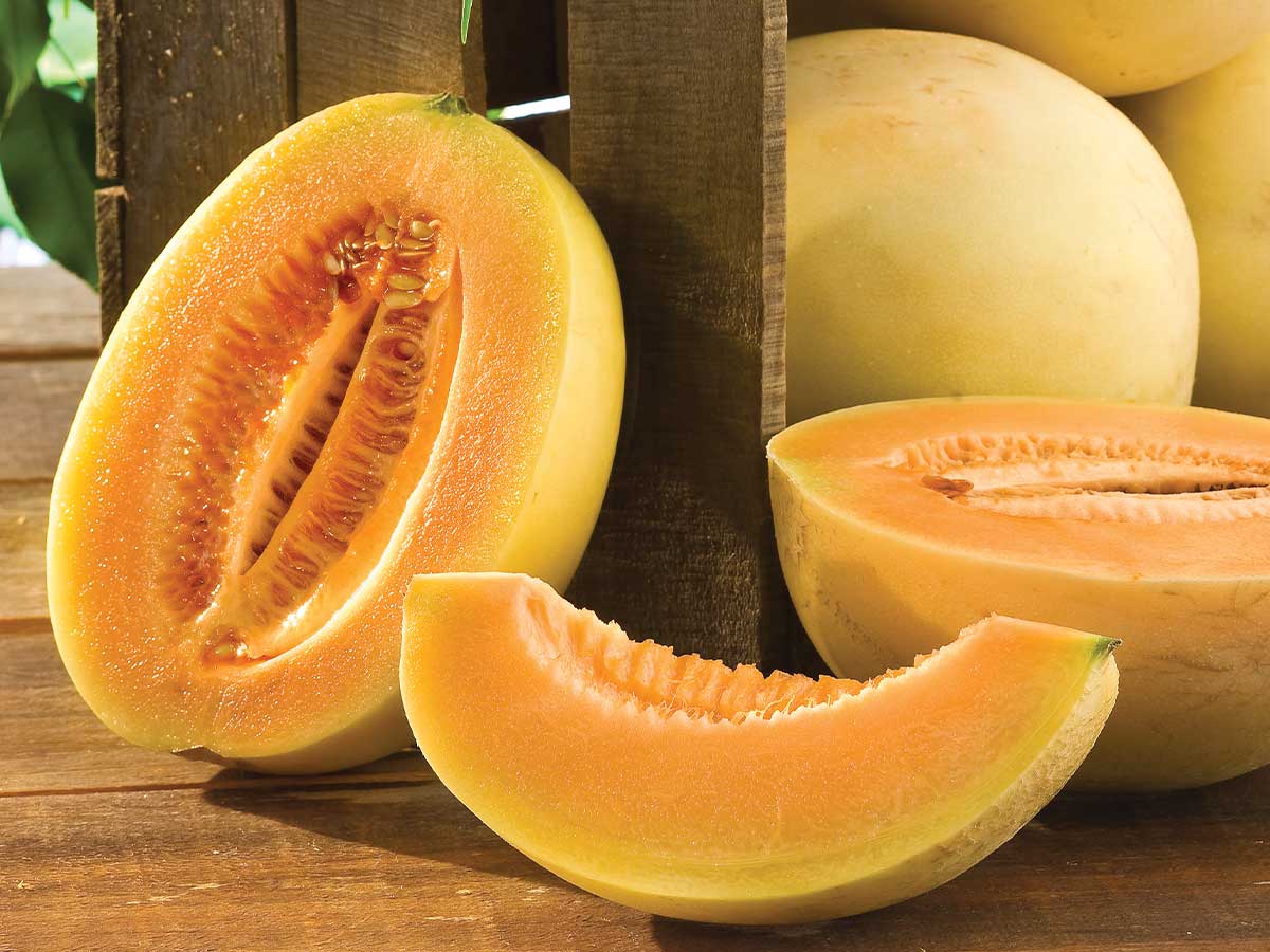 Orange Dew Melons