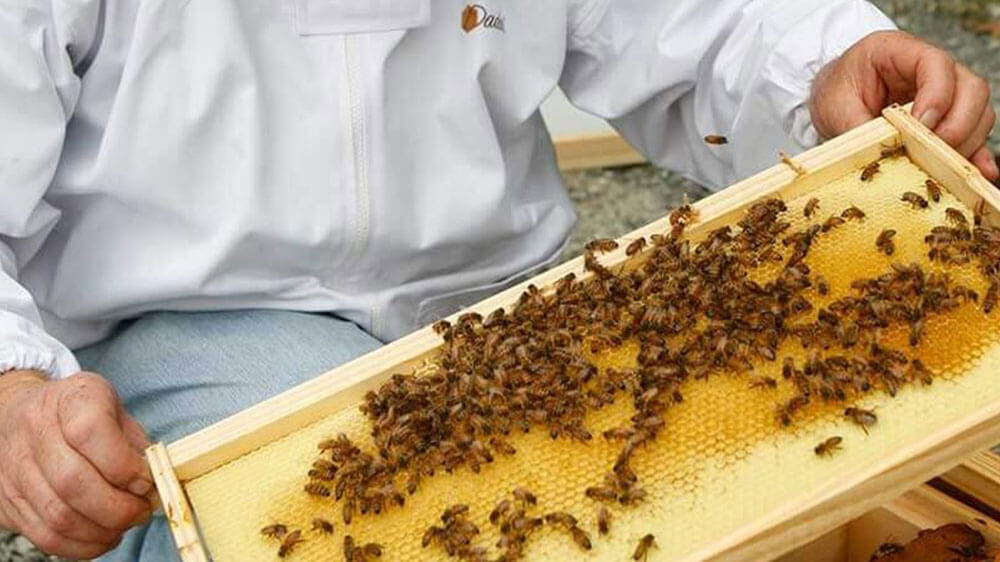 Beekeeping: Sweet and Sustainable