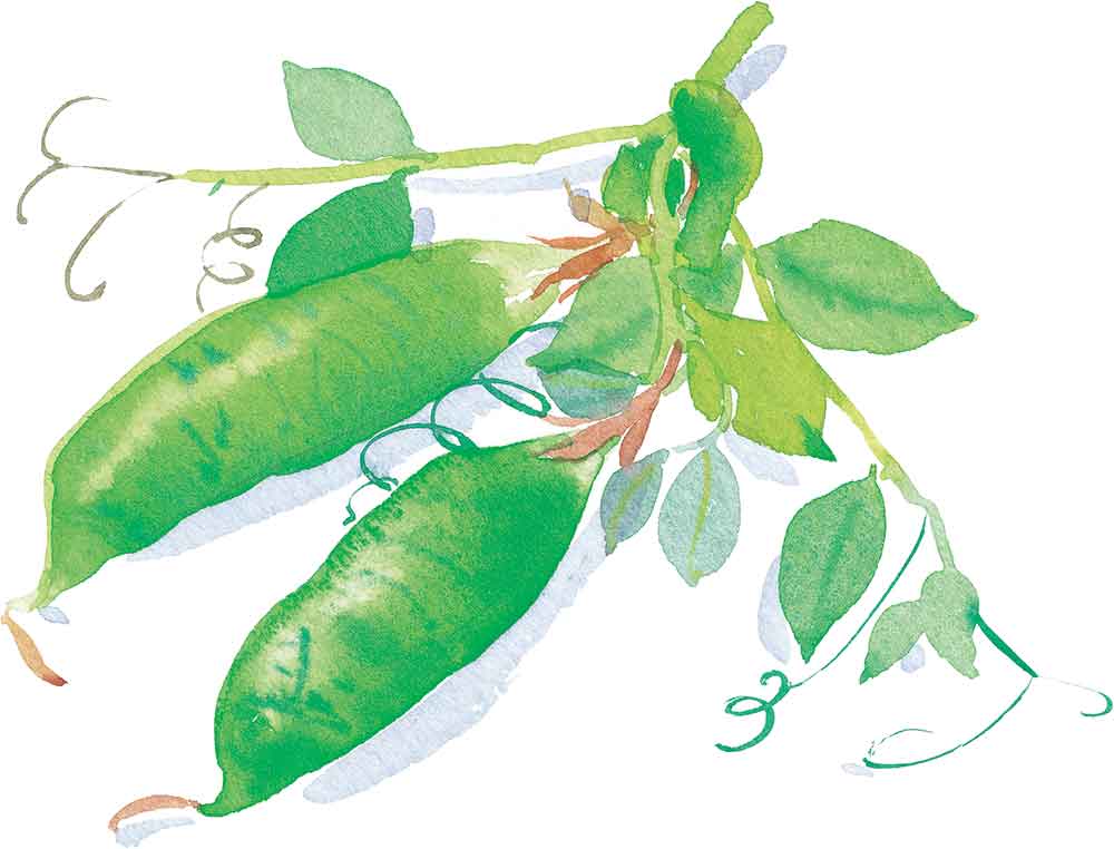 Illustration of green beans