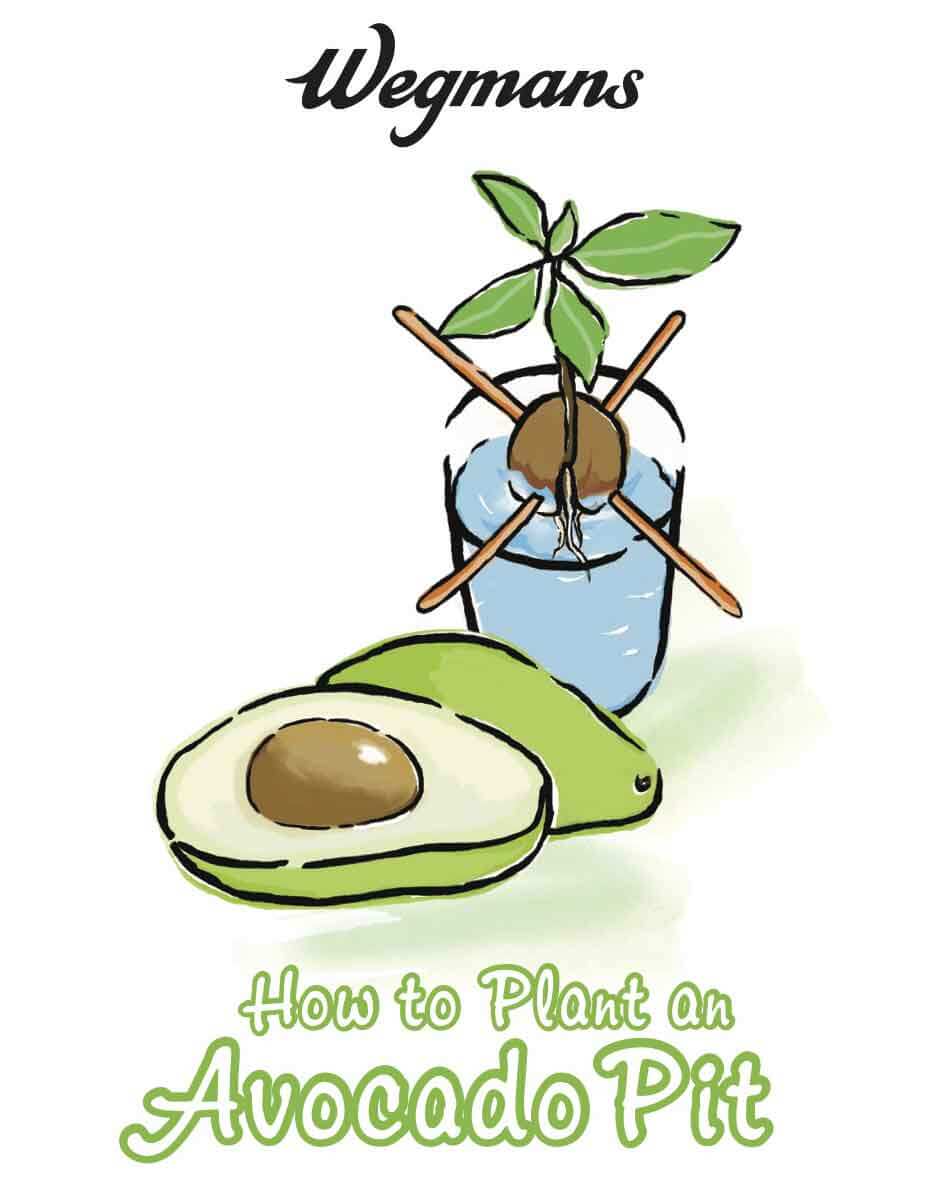 How-to plant an avocado pit sheet